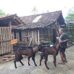 Wakijan Farm (Jual Kambing Kurban dan Aqiqoh Area Kulonprogo) - Kulon Progo, Yogyakarta