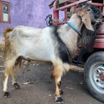 Jual beli Kambing Bpk Sunardi - Pemalang, Jawa Tengah