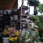 Mimosa Florist - Bandar Lampung, Lampung