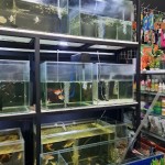 Q,koi & Pet shop - Sumedang, Jawa Barat