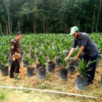 Dinas Pertanian, Perikanan & Peternakan Kab. Barito Utara