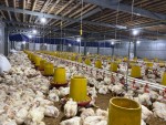 Peternak Ayam Broiler - Magelang, Jawa Tengah