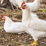 Ayam Potong Pak Agus - Banyumas, Jawa Tengah