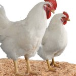 Usaha Potong Ayam dua Saudara - Kampar, Riau