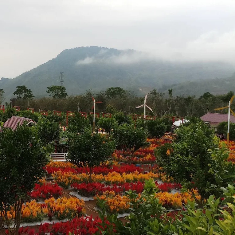 Perkebunan Strawberry Alenka & Karin - Pagar Alam, Sumatera Selatan