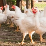 Ayam Potong Restu Jaya (Rizky) - Purbalingga, Jawa Tengah