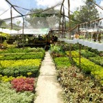 Toko Florist Cinta - Ketapang, Kalimantan Barat