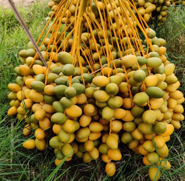 Kurma Muda Dan Zuriat Sidoarjo - Sidoarjo, Jawa Timur