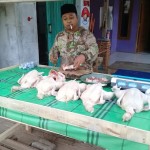 Potong Ayam Rawa Srpat - Purwakarta, Jawa Barat