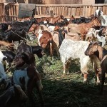 Wisata Kambing Al Amanah - Makassar, Sulawesi Selatan