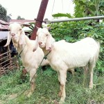 Soenda Farm Jual Beli Kambing Kuaro - Paser, Kalimantan Timur