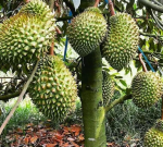 Kebun Durian Rema Sukajaya Sajira