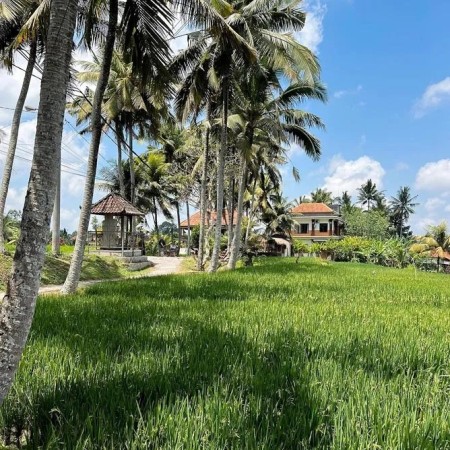 Desa Petulu Gunung - Ubud - Gianyar, Bali