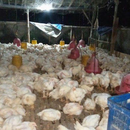 Pemotongan Ayam Broiler Pak Teguu - Banyumas, Jawa Tengah