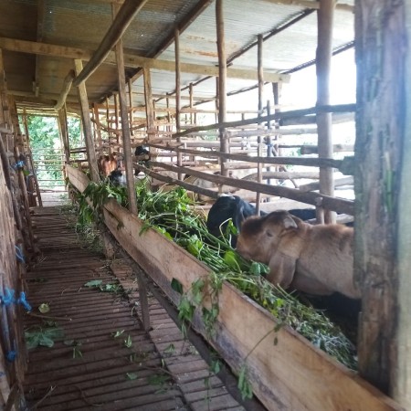 Kandang Kambing Pak De Pri - Banjar, Kalimantan Selatan