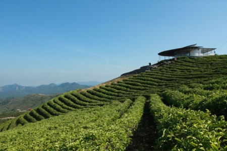 Puncak Kebun Teh Malino - Gowa, Sulawesi Selatan