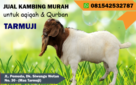 Jual Kambing Batang, Pekalongan, Pemalang - Pemalang, Jawa Tengah