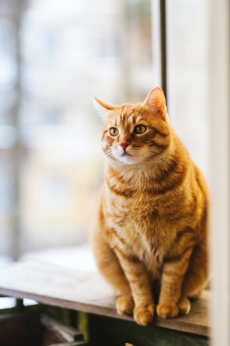 Calvaria Vet Care Gading Serpong Calvaria Vet Care Gading Serpong
