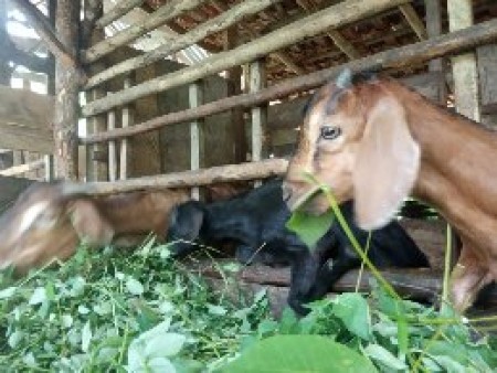 Ternak Kambing Bapak Masimin - Muaro Jambi, Jambi