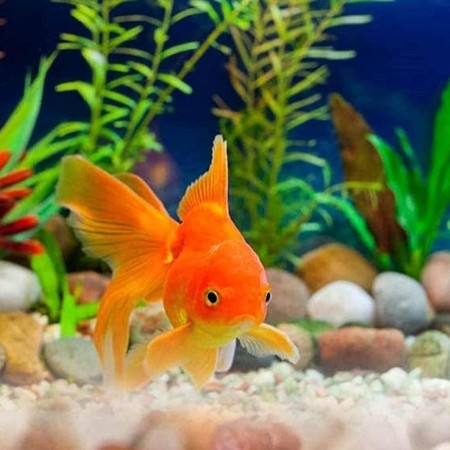 The Posiflex Fish Aquarium & Pet Shop - Jambi, Jambi