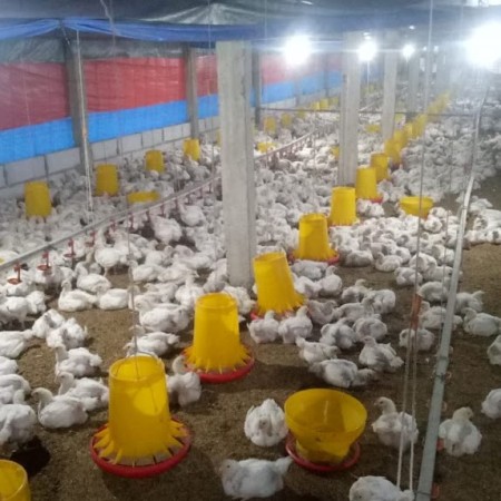 Kandang Ayam Broiler Tiga Putra - Sragen, Jawa Tengah