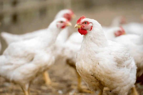 Peternakan Ayam Lingga Jaya - Lingga, Kepulauan Riau Peternakan Ayam Lingga Jaya - Lingga, Kepulauan Riau