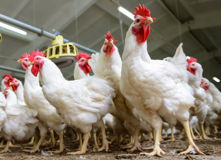 Sedia Ayam Potong Segar Do'a Ibu - Palu, Sulawesi Tengah