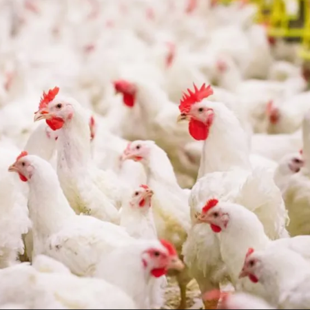 Lapak Ayam Potong Arsya - Cilegon, Banten