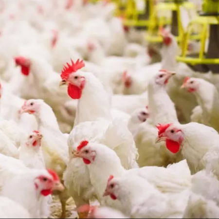 Ayam Potong Sumber Makmur Pk Topik - Jl. Bumiayu-Tonjong, Brebes, Jawa Tengah