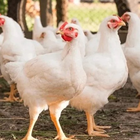 Ayam Potong Wahyu - Siak, Riau