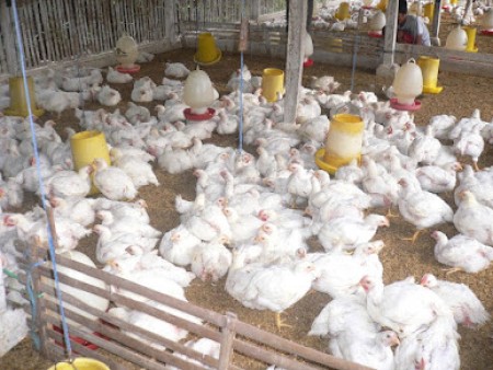 CV Dera Mandiri Broiler Ayam Potong - Karawang, Jawa Barat