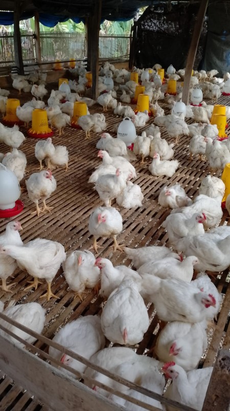 Ayam Potong Segar Selayar Ayam Potong Segar Selayar