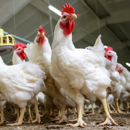 Ayam Potong Mba Intan - Pemalang, Jawa Tengah