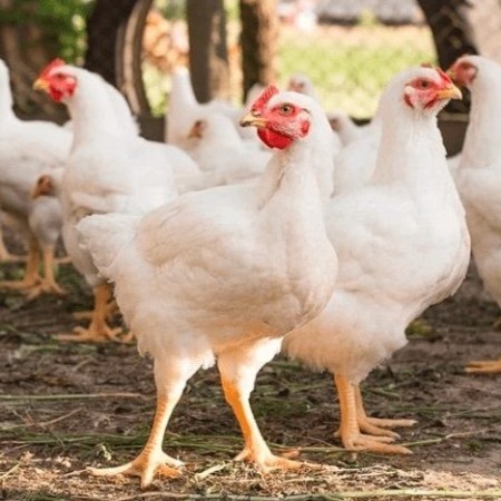 Ayam Potong Bu Narni - Grobogan, Jawa Tengah