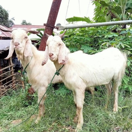 Soenda Farm Jual Beli Kambing Kuaro - Paser, Kalimantan Timur