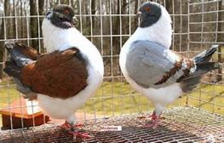 Danish Fancy Pigeons